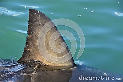 Shark fin above water. Close up. Back Fin of great white shark, Carcharodon carcharias, False Bay, South Africa, Atlantic Ocean Stock Photo
