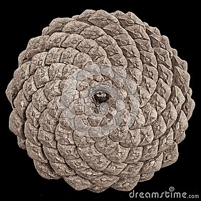 Close-up of the back of a pine cone isolated on black, showing Stock Photo