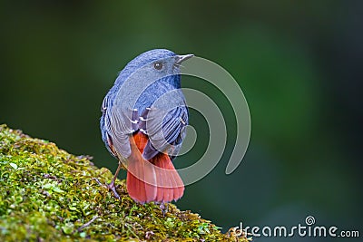 Close up back side of Plumbeous Water Redstart Stock Photo