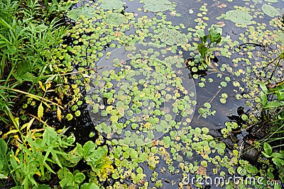 Forest lake Stock Photo