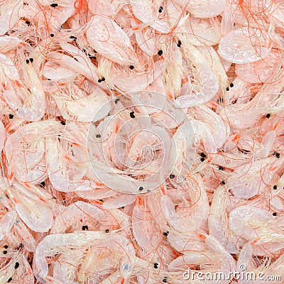 fresh dried shrimp Stock Photo