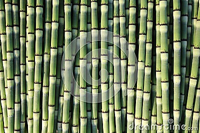 Close Up Background of Natural Common Horsetail Plant Stock Photo