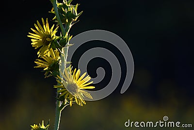 Close-up of a Backlit Sunflower in Early August Stock Photo