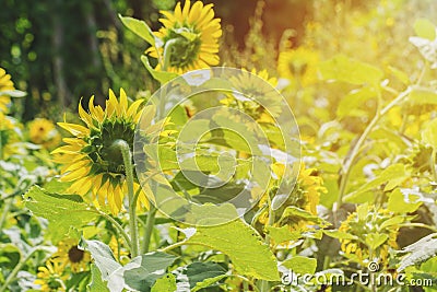 Close-up Backside Sunflower in Garden morning. Stock Photo
