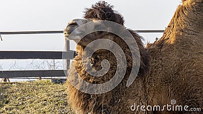 Close-up of a Bactrian Bactrian camel, showing characteristic fat deposits known as humps on its back. In the photo, the Stock Photo