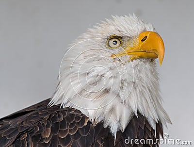 Close up of a bald eagle, yellow beak Stock Photo