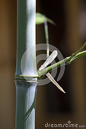 Close up on a bamboo branch Stock Photo