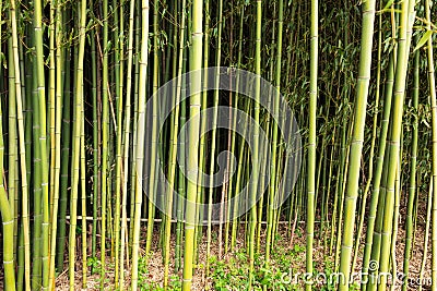 Close-up of bamboo growing at the edge of the field Stock Photo