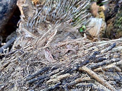 Close up of bamboo humps and bamboo roots in the nature for using as background or wallpaper. Stock Photo