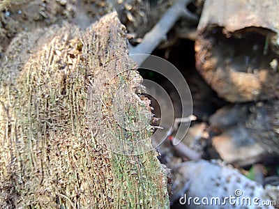 Close up of bamboo humps and bamboo roots in the nature for using as background or wallpaper. Stock Photo