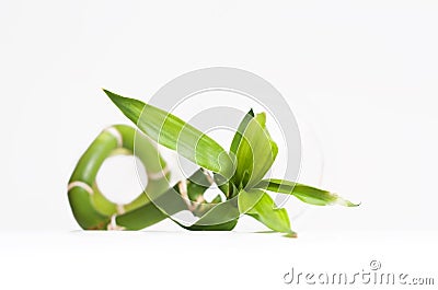 Close up of bamboo with leaf Stock Photo