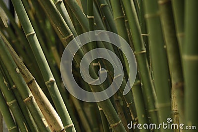 Close-up Bamboo tree in formal garden. Horizontal color image. Stock Photo
