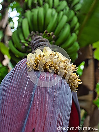 Close up of Banana flower blossom Stock Photo