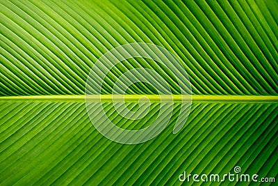 Close-up banana green leaf. Stock Photo