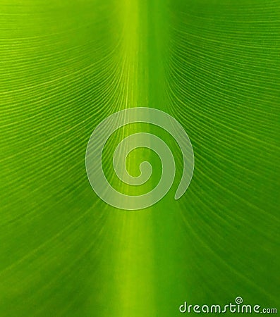Close up Banana Leaf Stock Photo