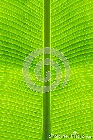 Close-up of banana leaf straight stalk at middle beautiful from green background and natural texture Stock Photo