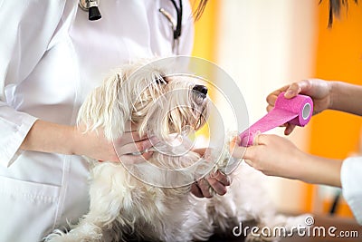 Close up of bandaging hurt paw of Maltese dog Stock Photo