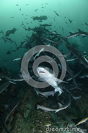 Close up of Banded Hound Shark in Blue Waters of Japan Stock Photo