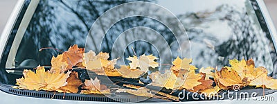 Close-up banner of windshield car glass with autumn yellow leaves Stock Photo