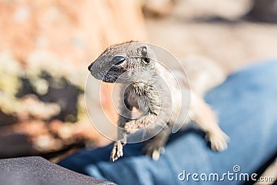 Close-up of barbary ground squirrel on a person`s leg Stock Photo