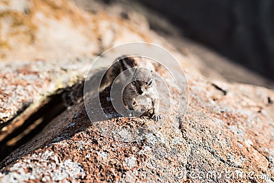 Close-up of barbary ground squirrel on rocks Stock Photo