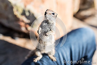 Close-up of Barbary ground squirrel sitting on a person`s leg Stock Photo