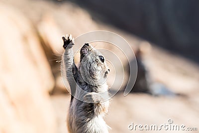 Close-up of Barbary ground squirrel stretching front leg up in the air Stock Photo