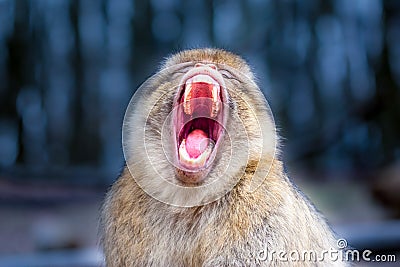 Close-up of a Barbary macaque Macaca sylvanus screaming Stock Photo