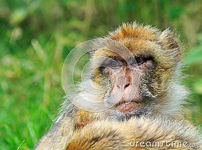 Close up of a Barbary Monkey face against a natural out of focus background Stock Photo