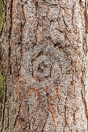 Close up of the bark of the Coarse pine, Pinus sylvestris, Stock Photo