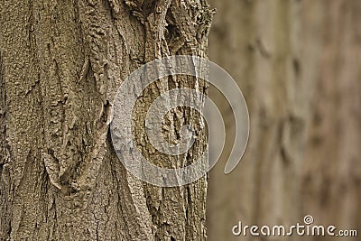 A close-up of the bark of False Acacia Stock Photo