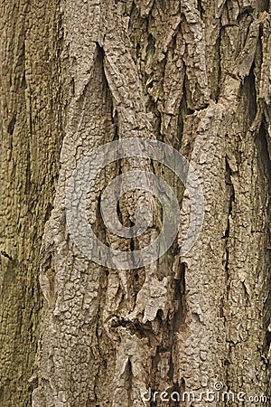 A close-up of the bark of False Acacia Stock Photo