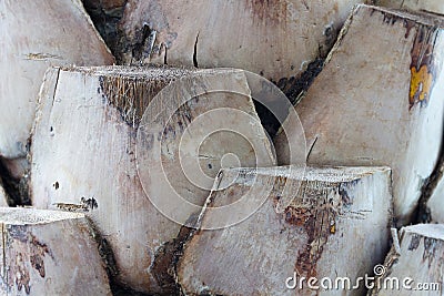 Close up bark palm for background. Stock Photo