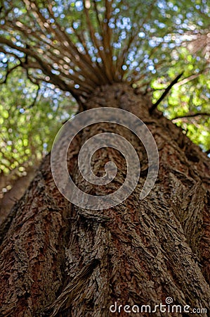 Close-up of the bark of a tree in a dense and verdant forest Stock Photo