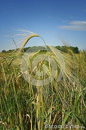 Close up of barley stalks, in a field. Stock Photo