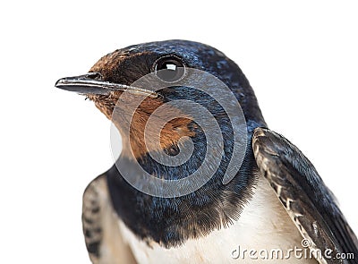 Close-up of a Barn Swallow, Hirundo rustica against white background Stock Photo