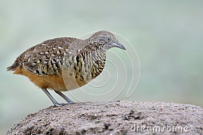 Close up of Barred Buttonquail, little camouflage brown bird standing on sand dune at its habitat of tapioca plantation farm Stock Photo