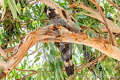 Close up Baudin`s Black Cockatoo or Black Long-billed Cockatoo, Calyptorhynchus baudinii, Stock Photo