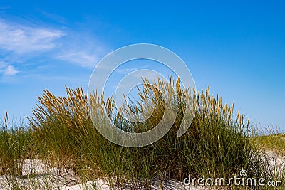 Close up of beach or marram grass, also called Ammophila arenaria or Strandhafer Stock Photo