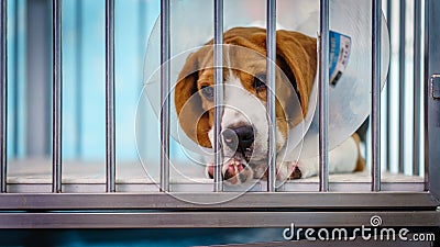 Close up of A beagle dog with elizabeth collar sitting in the cage Stock Photo