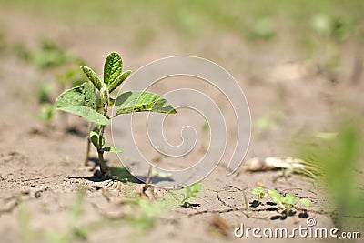 Close up of Bean Sprout in a row crop field Stock Photo
