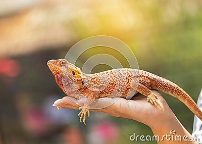 Close up bearded dragon Pogona Vitticeps australian lizard on hand Stock Photo