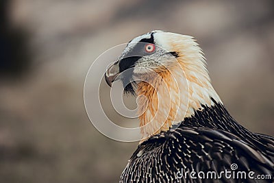 Close up bearded vulture portrait of rare mountain bird Stock Photo