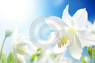 Close up of beautiful aquilegia flowers on blue sky background Cartoon Illustration