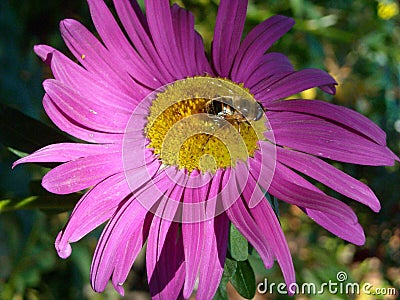 bright pink aster flower whith isect close up Stock Photo