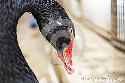 A close up of a beautiful black swan Stock Photo