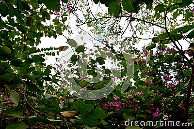 Close up Beautiful Blooming Pink Bauhinia Purpurea Flowers Stock Photo