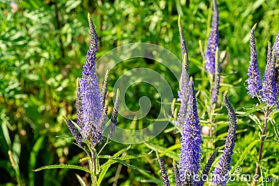 Close-up of beautiful blue speedwell flowers Veronica spicata Ulster Blue Dwarf. Stock Photo