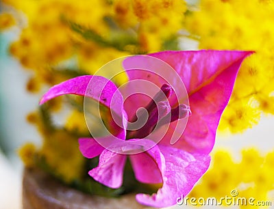 Close up beautiful Bougainvillea ,Paper Flower on yellow Mimosa Stock Photo