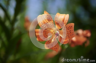 Close up of a beautiful bright orange dotted tiger lily on the blurred background Stock Photo